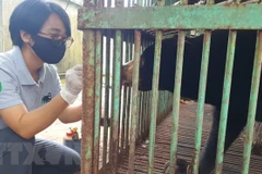 Last captive bear in Binh Phuoc transferred to rescue centre