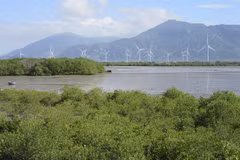 Ninh Thuan sets to grow more coastal forests for protection, green cover