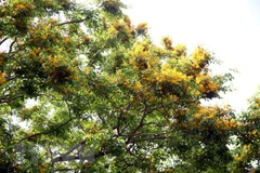 Tourism festivals underway in Quang Nam, Nghe An, Lao Cai