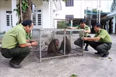 With better understanding, people voluntarily hand over rare endangered animals to authorities