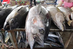 Tuna, squid, octopus export sets new records