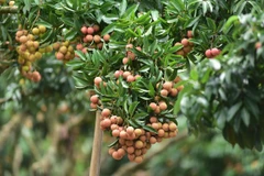 Bac Giang builds trademarks for farm produce to expand market 