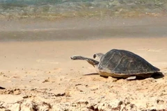 Quang Tri: 70kg sea turtle released back to the wild