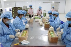 Domestic businesses to receive support to increase exports to Germany 
