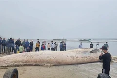 Thanh Hoa: 10-tonne whale carcass buried