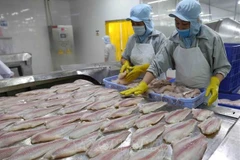 Tra fish production, exports surge