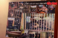 Hanoi home to most “bile bears” in Vietnam: seminar