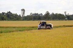 Southern region to prioritise high-quality rice varieties in winter-spring crop