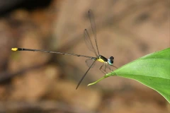 Coeliccia natgeo damselfly spotted in Nghe An