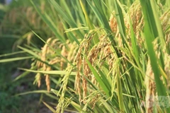 Vietnam seeks IRRI's more support to agriculture sector