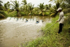Ben Tre province works towards sustainable agriculture