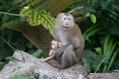 National park receives 100 rare animals from 2019