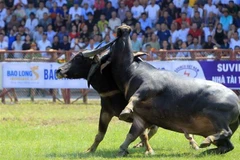 Hai Phong: Do Son buffalo fighting festival thrills spectators