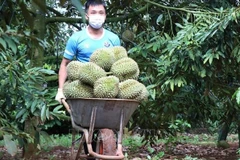 Dak Lak district to host first durian festival 