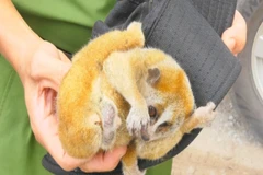 Binh Phuoc’s forest protection department receives wild endangered coolie