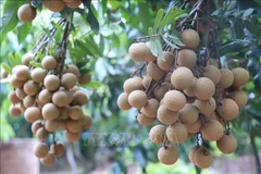 Bac Giang ships first batch of late-ripening longan to Australia