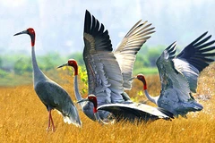 Dong Thap works to conserve red-headed cranes