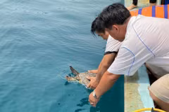 Hawksbill turtle released to sea in Binh Dinh