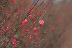 Nhat Tan peach village blooms ahead of Tet