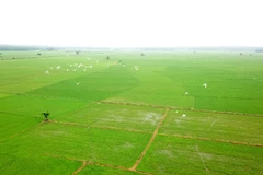 Tien Giang province expands organic rice cultivation