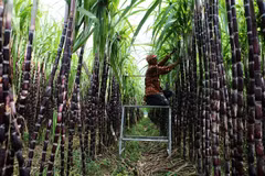 Domestic sugar on the line