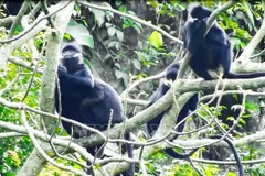 Quang Binh province reviews model for rare primate conservation