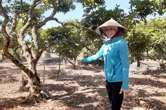 Vietnam should boost mechanisation of fruit cultivation: experts