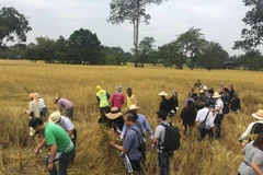 Thailand promotes development of organic rice