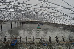 Ba Ria – Vung Tau develops hi-tech aquaculture