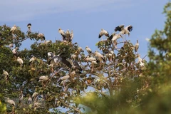 More protection of wild birds needed during migration season