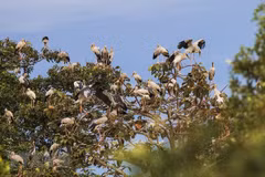 More protection of wild birds needed during migration season