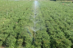 Dong Thap to turn more rice fields into growing higher value crops