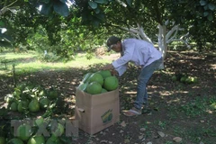Four pomelo planting areas in Ba Ria-Vung Tau licensed to export pomelo to US