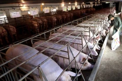 Vietnam must ramp up production of feed raw materials