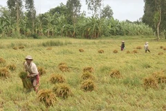 Initiative to protect food systems in Asian mega delta launched in Can Tho