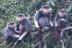 USAID launches Species Conservation Fund in Vietnam