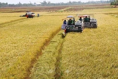 Kien Giang expands large-scale rice fields