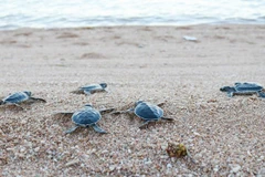 Close to 123,000 sea turtles released back to sea 
