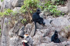 Rare primates found in Quang Binh nature reserve