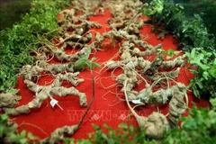 President requires greater efforts to promote value of Ngoc Linh ginseng