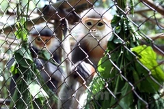 Multilateral cooperation forms backbone of biodiversity conservation: official