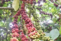 Thailand encourages coffee farming to meet growing demand in Asia