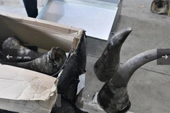 Man arrested in Da Nang for smuggling endangered species