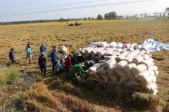 Dong Thap to expand area under high-quality rice