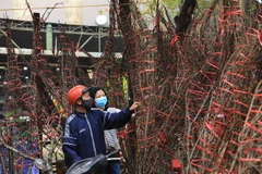 Cold spell to cause temperatures to drop, frost in North during Tet