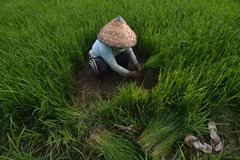Indonesia to import 500,000 tonnes of rice to improve reserves