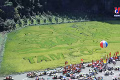 Rice painting in Ninh Binh impressing visitors