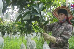 US increases imports of Vietnamese mangoes