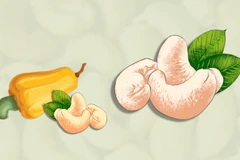 Cashew exports hit record high in October