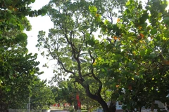 Greenery in Truong Sa island district